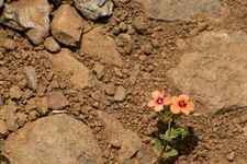 Christian Therapy for Trauma in Fort Myers: Processing the Past with Faith and Resilience